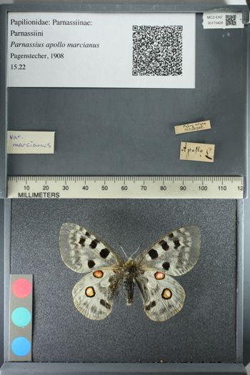 Media type: image;   Entomology 175428